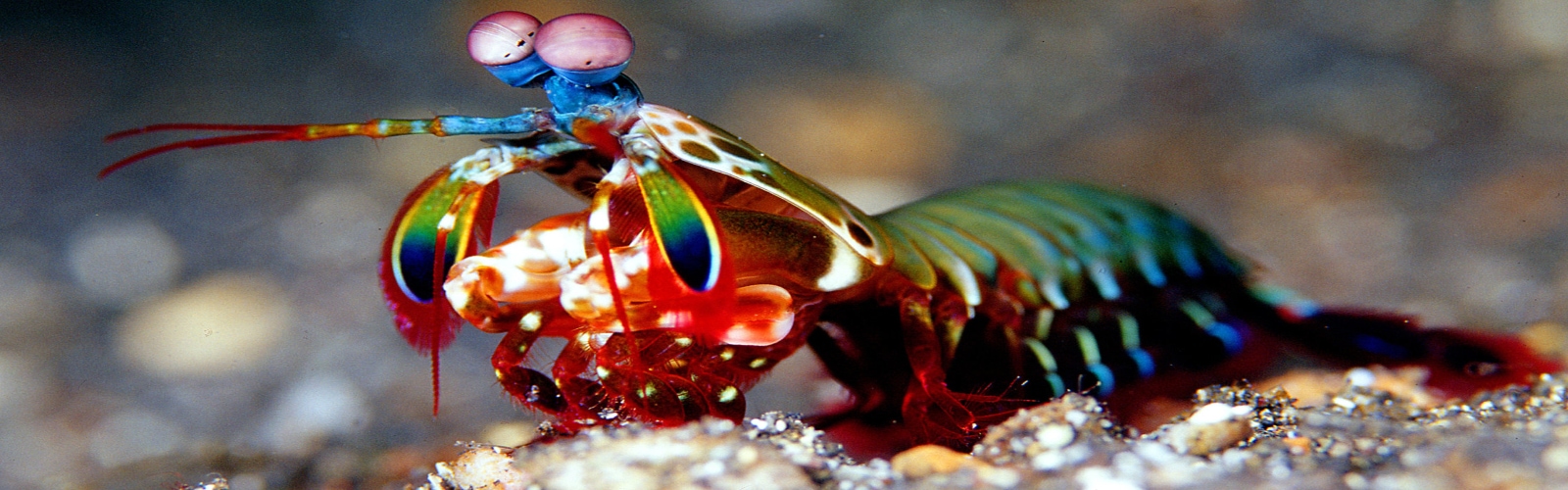螳螂蝦